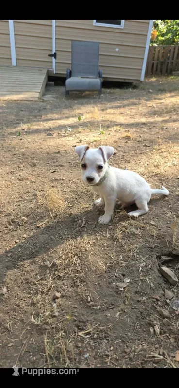 Piglet puppy  – Jack Russell Terrier, Chihuahua puppy for sale in Branson, MO