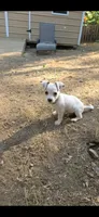 Piglet puppy , a male Jack Russell Terrier and Chihuahua for sale in Branson, MO – 1 of 6
