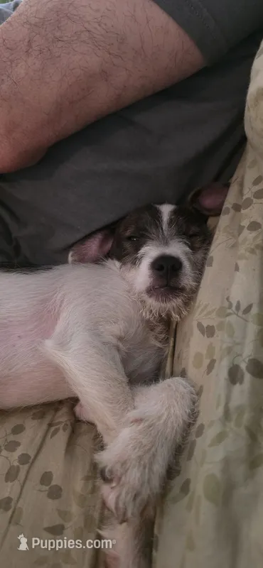 Bosewell  – Border Terrier, Jack Russell Terrier puppy for sale in Branson, MO