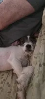 Bosewell , a male Jack Russell Terrier for sale in Branson, MO – 4 of 6