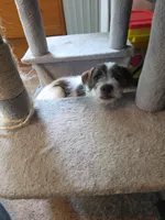Bosewell , a male Jack Russell Terrier for sale in Branson, MO – 6 of 6