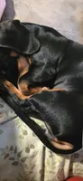 Lainna Laney , a female Miniature Dachshund for sale in Branson, MO – 6 of 7