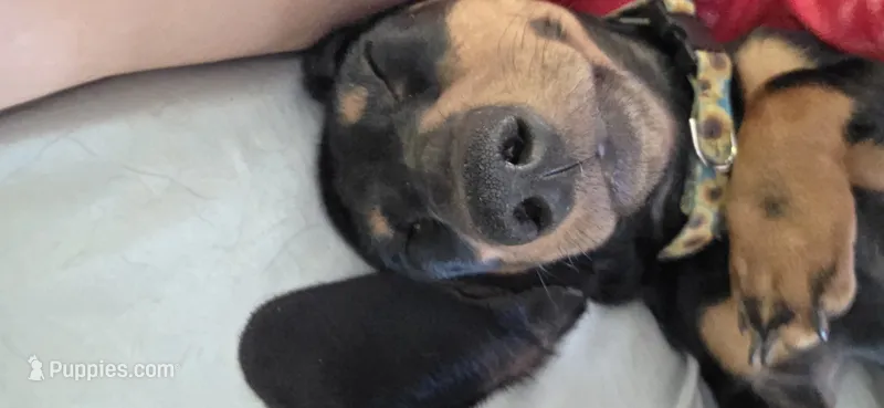 Lainna Laney  – Miniature Dachshund puppy for sale in Branson, MO