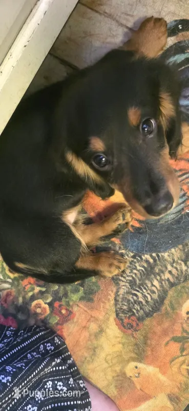 Caleb – Miniature Dachshund puppy for sale in Branson, MO