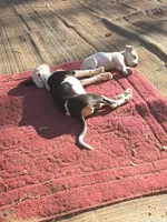 Jolie , a male Boxer and American Pit Bull Terrier for sale in Branson, MO – 5 of 5