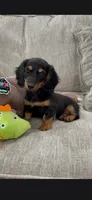 Caleb, a male Miniature Dachshund for sale in Branson, MO – 2 of 3