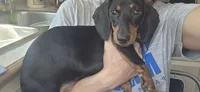 Lainna Laney , a female Miniature Dachshund for sale in Branson, MO – 3 of 7