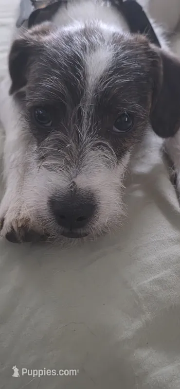 Bosewell  – Jack Russell Terrier puppy for sale in Branson, MO