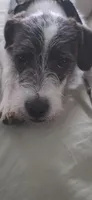 Bosewell , a male Jack Russell Terrier for sale in Branson, MO – 1 of 6