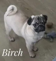 C Video Birch - 6 months old and 15 pounds, a  Pug for sale in Whitwell, TN – 7 of 8