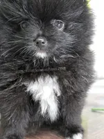See Video - Little Black Boy, a male Pomeranian for sale in Whitwell, TN – 6 of 9
