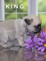King - Small - Silver Fawn, a male Pug for sale in Whitwell, TN – 5 of 8