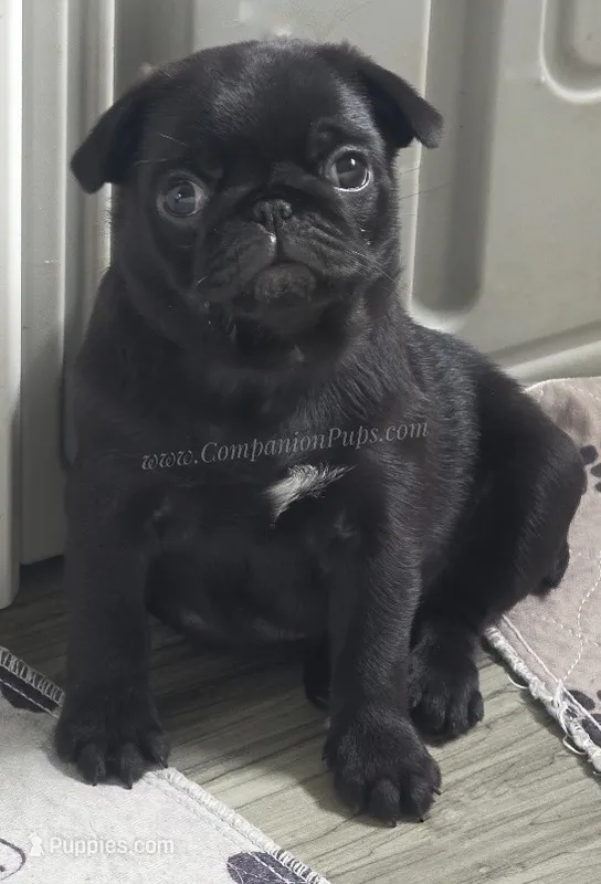 Tiny Dream Pug Puppy – Pug puppy for sale in Whitwell, TN