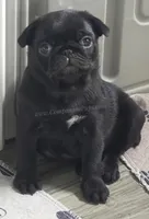 Tiny Dream Pug Puppy - Yara, a female Pug for sale in Whitwell, TN – 1 of 10