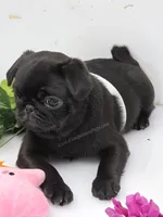 Cuddly Charm Playful Personality - Willow, a female Pug for sale in Whitwell, TN – 10 of 10