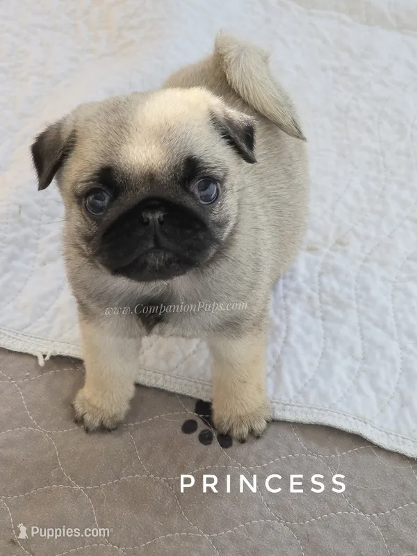 Princess - Ch Sired! – Pug puppy for sale in Whitwell, TN