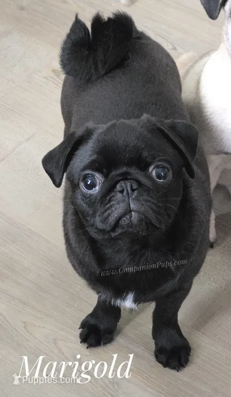 Adorable Pug Girl Ready to Steal Hearts - Marigold – Pug puppy for sale in Whitwell, TN