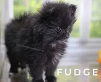 Black Fluff Ball - Fudge - Tiny -Charting 4.5-5lbs, a male Pomeranian for sale in Whitwell, TN – 9 of 10