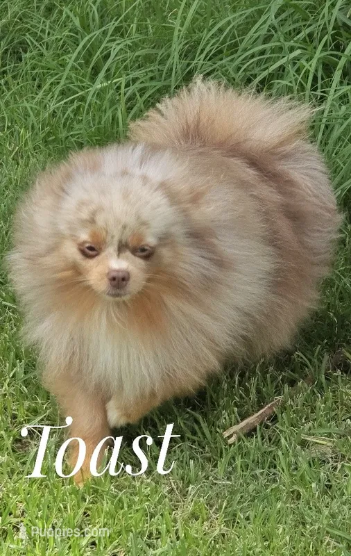 Toast - Lavender Merle – Pomeranian puppy for sale in Whitwell, TN