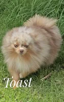 Toast - Lavender Merle, a male Pomeranian for sale in Whitwell, TN – 3 of 6
