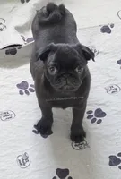 Yara  - 13 weeks - 6.5 pounds, a female Pug for sale in Whitwell, TN – 9 of 9