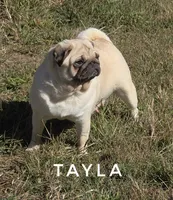 Tayla - Silver Fawn Adult Pug - CH Lines, a female Pug for sale in Whitwell, TN – 6 of 7