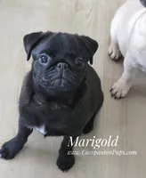 Marigold - Vax Done, a female Pug for sale in Whitwell, TN – 4 of 8
