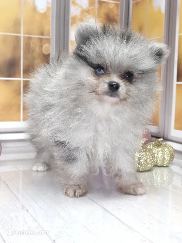 Blackberry - Candace Boy - Silvery Blue Merle - One Blue Eye – Pomeranian puppy for sale in Whitwell, TN