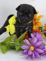 Yellow Bow - Female, a male Pug for sale in Whitwell, TN – Photo 5 of 5