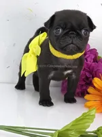 Yellow Bow - Female, a male Pug for sale in Whitwell, TN – Photo 4 of 5