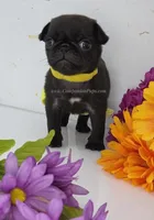 Yellow Bow - Female, a male Pug for sale in Whitwell, TN – Photo 3 of 5