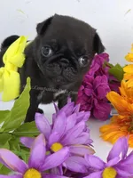 Yellow Bow - Female, a male Pug for sale in Whitwell, TN – Photo 2 of 5