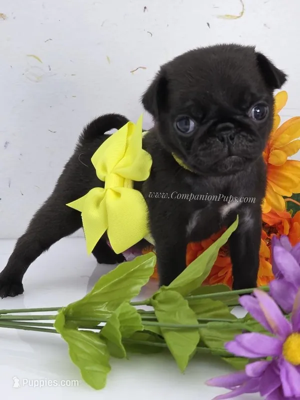 Yellow Bow - Female – Pug puppy for sale in Whitwell, TN