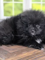 LB - Playful Little Fluff Ball, a male Pomeranian for sale in Whitwell, TN – 4 of 10