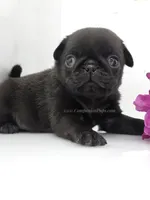 Black Male Minty Pup, a male Pug for sale in Whitwell, TN – Photo 1 of 4