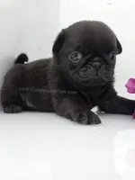 Black Male Minty Pup, a male Pug for sale in Whitwell, TN – Photo 4 of 4