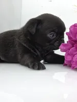 Black Male Minty Pup, a male Pug for sale in Whitwell, TN – Photo 3 of 4