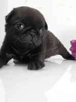 Black Male Minty Pup, a male Pug for sale in Whitwell, TN – Photo 2 of 4