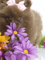 Chrissy, a female Pomeranian for sale in Whitwell, TN – 8 of 9