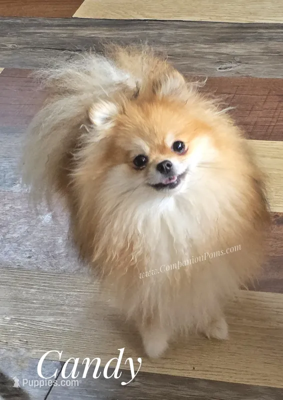 Needs a special quiet calm home – Pomeranian puppy for sale in Whitwell, TN