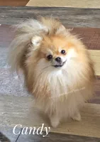 Needs a special quiet calm home, a female Pomeranian for sale in Whitwell, TN – 3 of 8