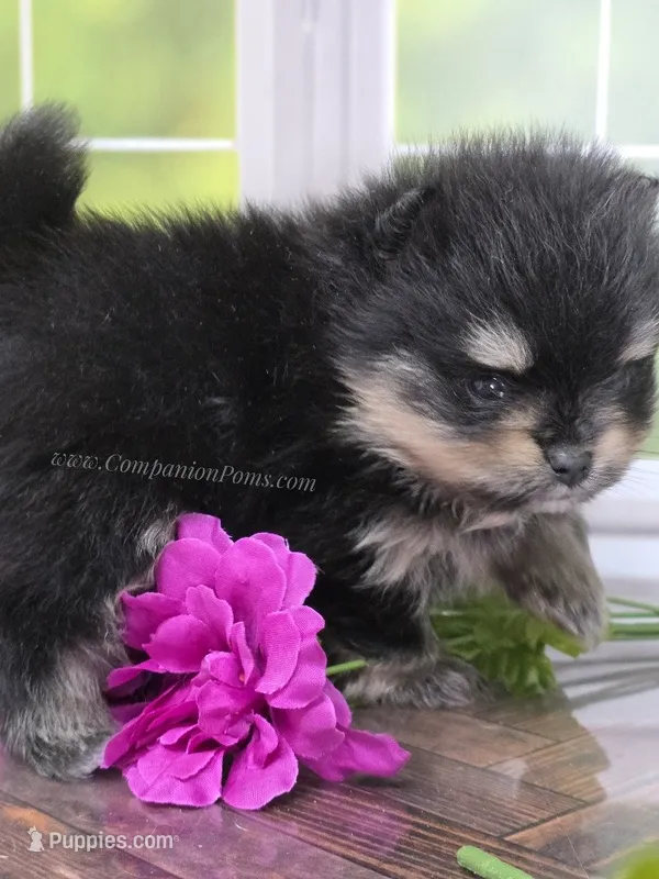 Adventurous Lil Black & Tan Boy – Pomeranian puppy for sale in Whitwell, TN
