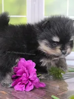Confident Lil Black & Tan Boy, a male Pomeranian for sale in Whitwell, TN – 2 of 7