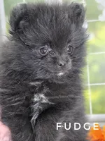 Black Fluff Ball - Fudge - Tiny -Charting 4.5-5lbs, a male Pomeranian for sale in Whitwell, TN – 10 of 10