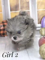 Zara's Girl #2 Blue Merle Silver Face, a female Pomeranian for sale in Whitwell, TN – 7 of 7