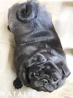 Natalie -1 yr old GCH lines, a female Pug for sale in Whitwell, TN – Photo 5 of 5