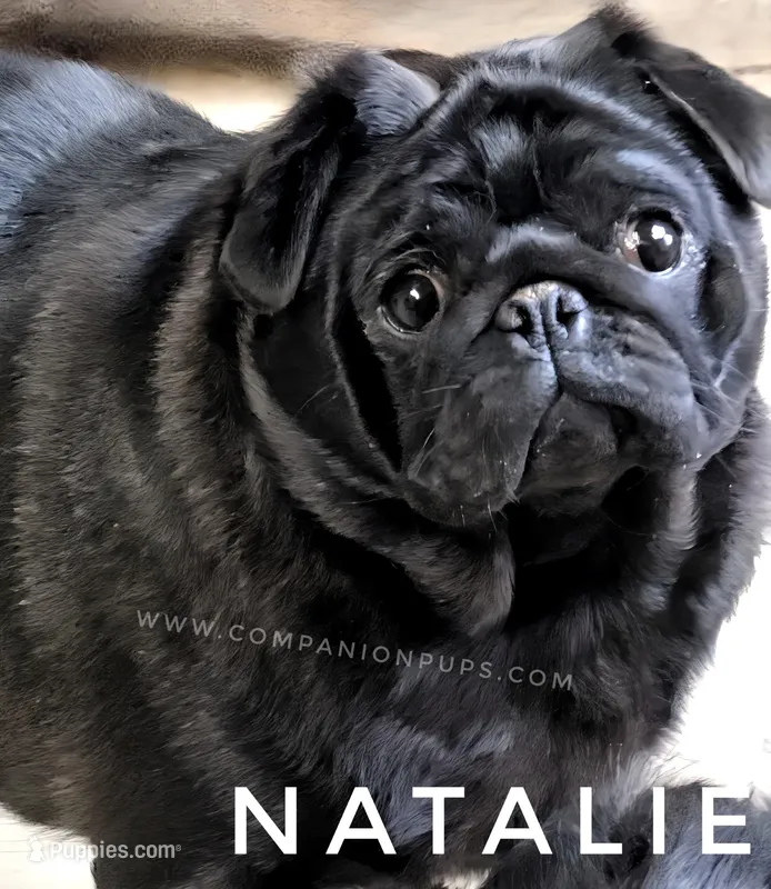 Natalie -1 yr old GCH lines