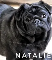 Natalie -1 yr old GCH lines, a female Pug for sale in Whitwell, TN – Photo 1 of 5