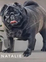 Natalie -1 yr old GCH lines, a female Pug for sale in Whitwell, TN – Photo 3 of 5