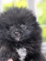 LB - Playful Little Fluff Ball, a male Pomeranian for sale in Whitwell, TN – 6 of 10